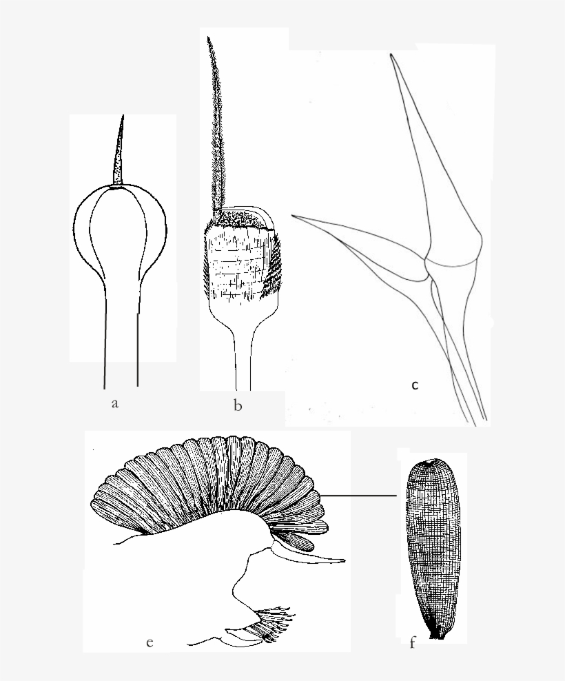 Setas Paleales - Sabellaria, transparent png