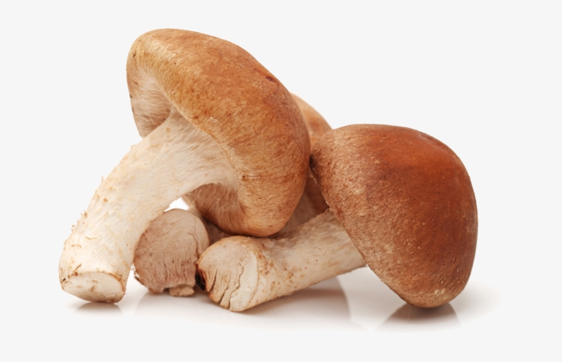 Champignon En 8 Lettres, transparent png