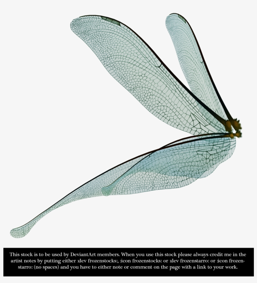 Dragonfly Fairy Wings Render By Frozenstocks - Dragonfly Wings Side View, transparent png