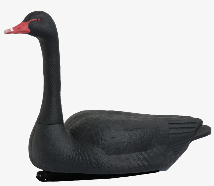 Black Swan, transparent png