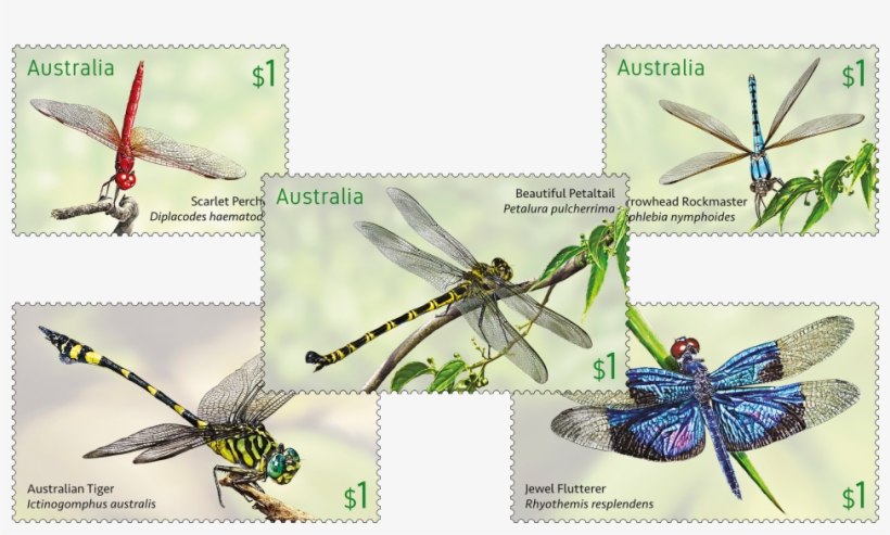 Set Of Dragonflies - Australia, transparent png