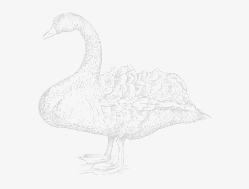 Stay Informed - The Black Swan, transparent png