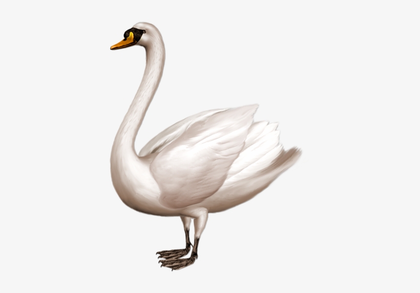 Black Swan Sticker - Swan Png, transparent png