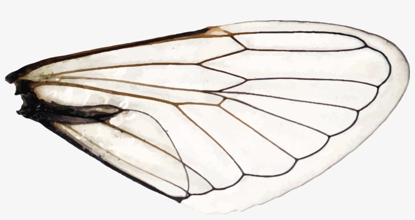 Wings Of A Dragonfly Right - Dragonfly, transparent png