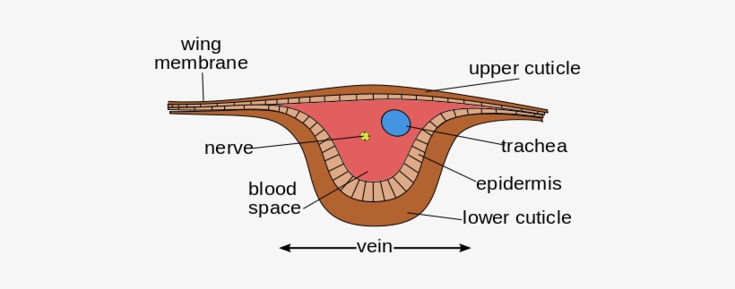 Enter Image Description Here - Structure Of Wing In Insects, transparent png