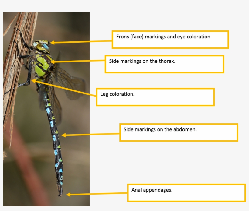 Below Are Examples Using A Male Southern Hawker - Southern Hawker, transparent png