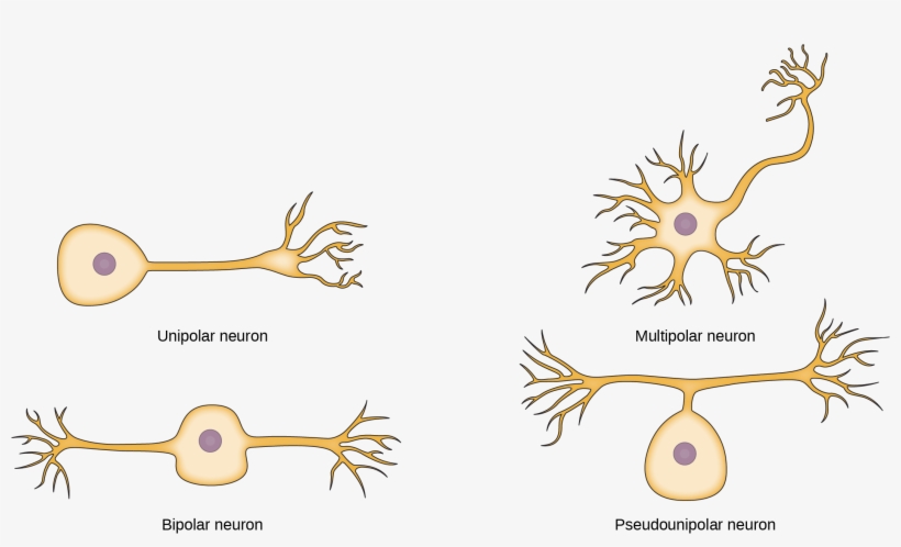 The Unipolar Cell Has A Single, Long Axon Extending - Bipolar Multipolar Pseudounipolar Unipolar Neurons, transparent png