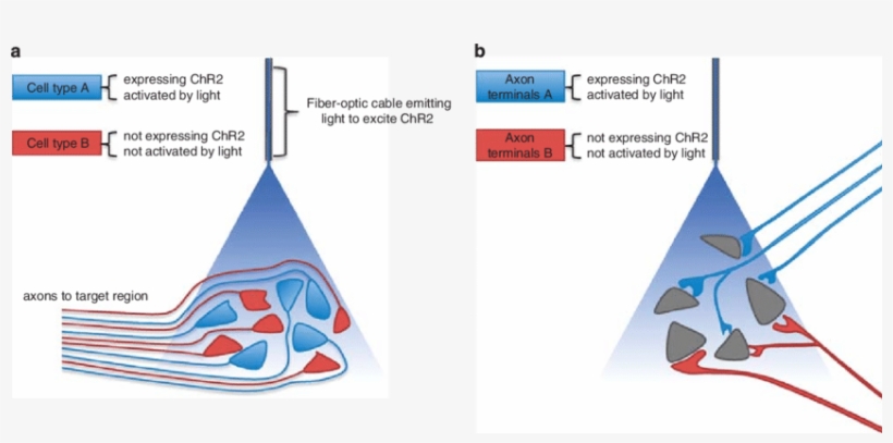 Activation Of Genetically Defined Neurons Or Axon Terminals - Figure 1, transparent png