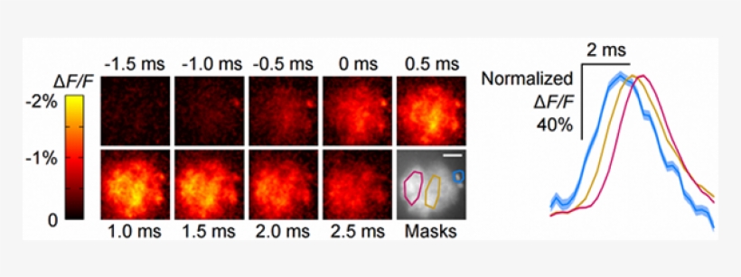 Fluorescent Proteins Stimulate Action-potential Mapping - Graphic Design, transparent png