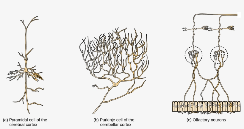 Part A Shows A Pyramidal Cell With Two Long, Branched - Neuron, transparent png