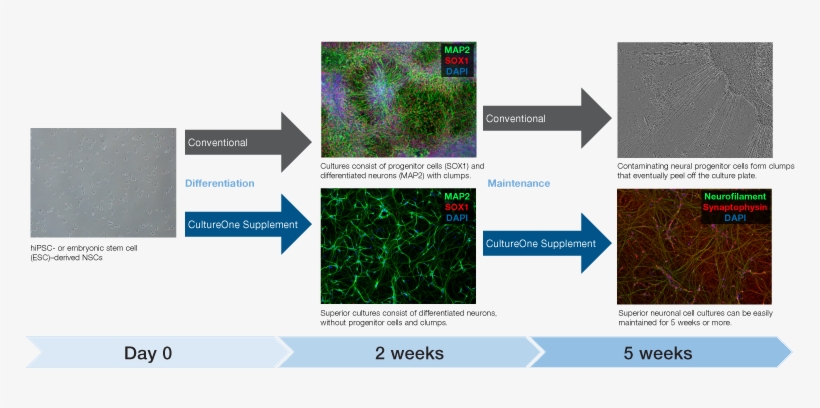Neuronal Cultures Can Be Maintained For 5 Weeks - Neuronal Culture 2 Days, transparent png