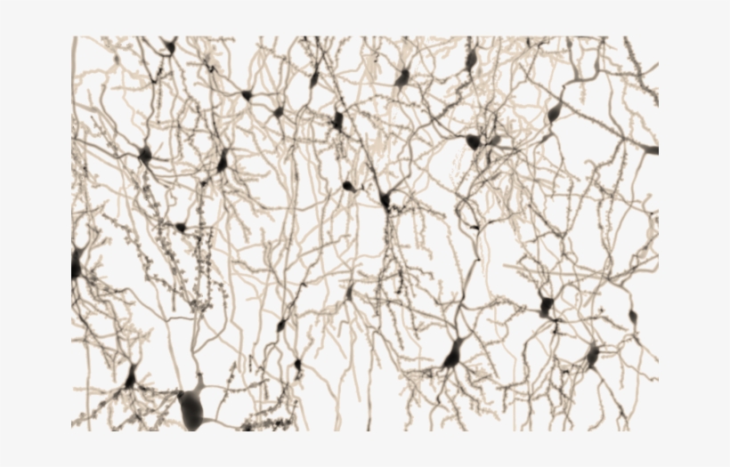 From Neuron To Brain - Neuron, transparent png