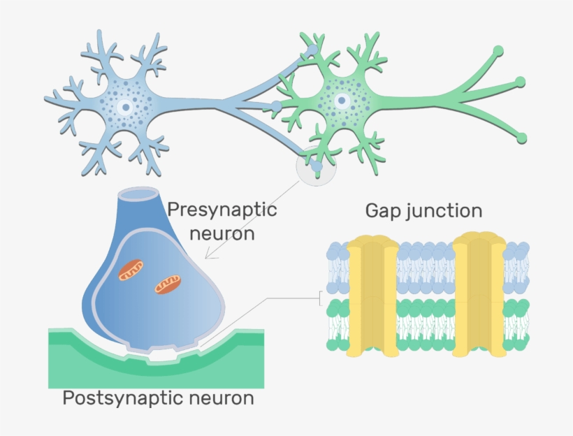 An Image Showing Gap Junction Of An Electrical Synapse - Basic Structure Of Synapse, transparent png