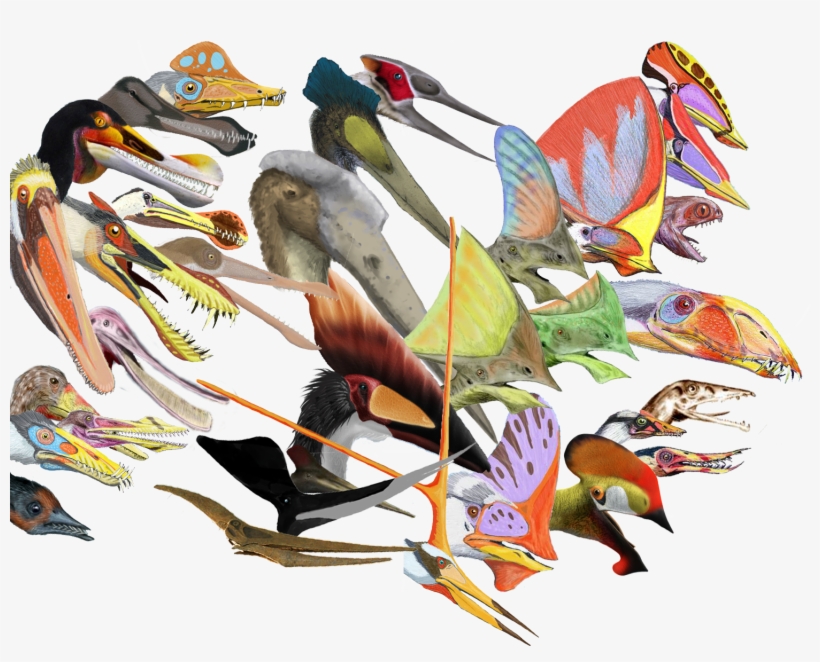 Pterosaurs Head Crests - Scaphognathus Crassirostris, transparent png