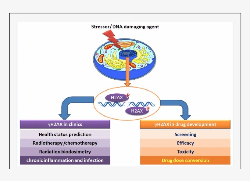 Γh2ax As A Biomarker In Clinics And In Drug Discovery - Drug, transparent png