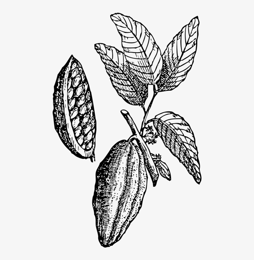 Cacao Clipart, transparent png