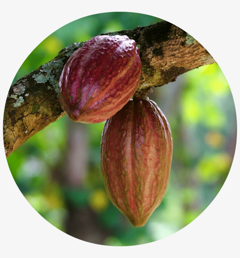 Free Png Cacao Png Images Transparent - Cacao Png, transparent png