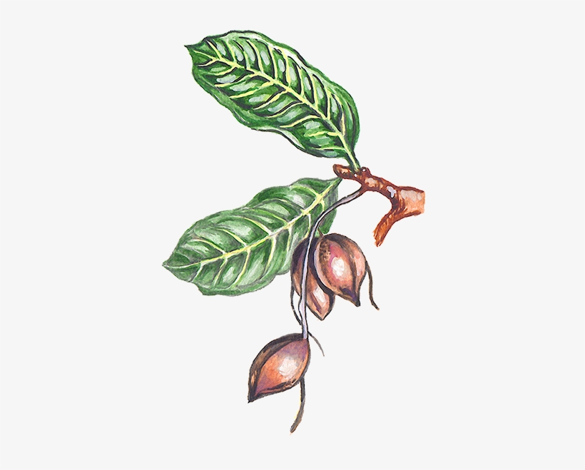 Ilustración De Una Rama Del Árbol Del Cacao Con Algunas - Donde Proviene El Chocolate, transparent png