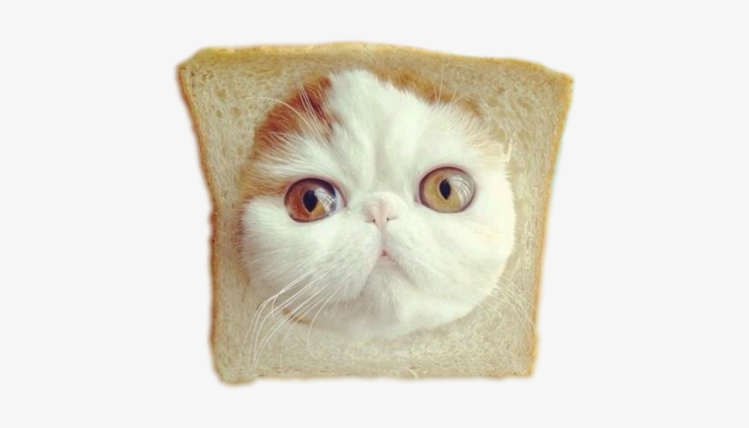 Tumblr Inline Mvjsnxodo21qd6gic - Cute Cats In Bread, transparent png