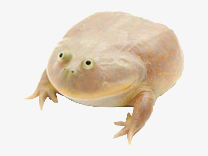 It Is Wednesday My Dudes Wednesday Itiswednesdaymydudes - Wednesday My Dudes, transparent png