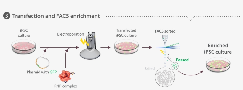 Cells Are Dissociated Into Single-cell Suspension - Neon Electroporation, transparent png