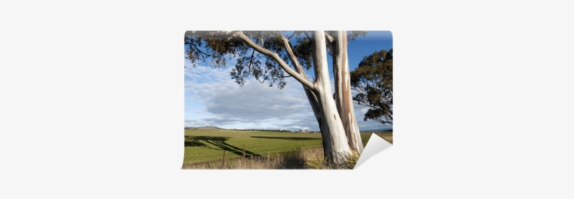 Eucalyptus Tree And Pasture In Beautiful Afternoon - Picture Frame, transparent png