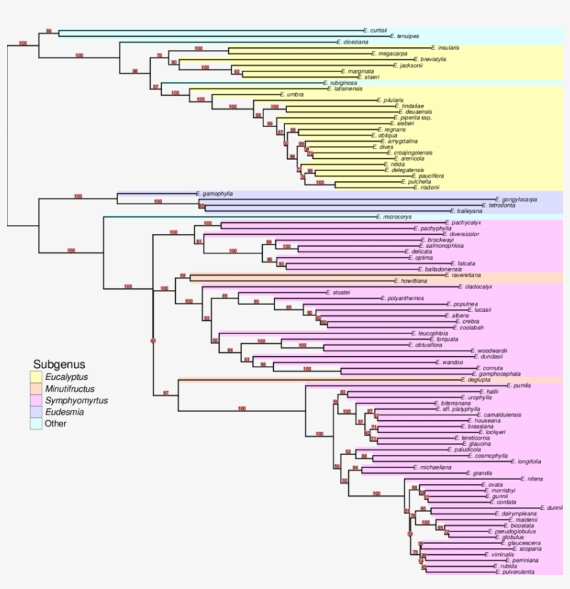 Eucalyptus Phylogeny Derived From Dart Data Analyzed - Phylogenetic Tree, transparent png