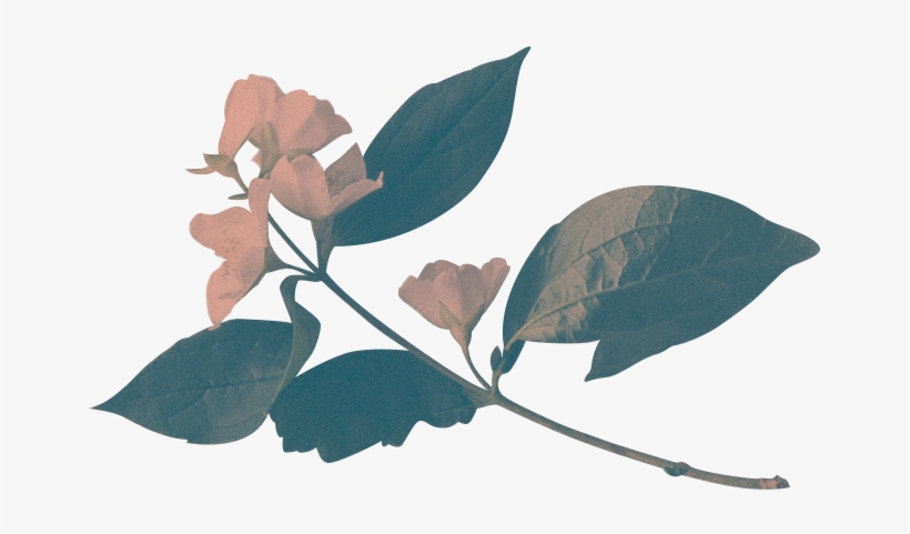 Introducing The London Based Edit Collective - Flores Squarespace, transparent png