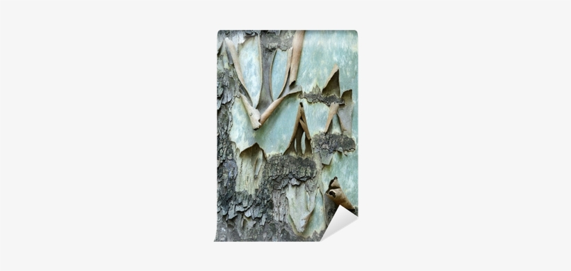 Driftwood, transparent png