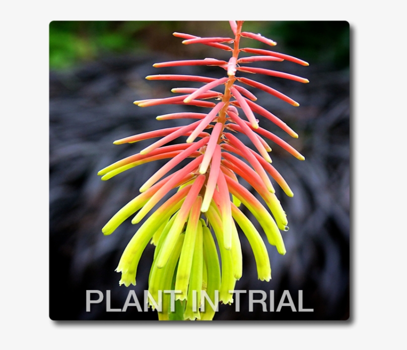 Kniphofia Rufa Rasta, transparent png