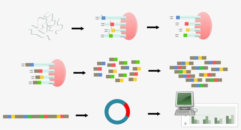 This Free Icons Png Design Of Serial Analysis Of Gene, transparent png