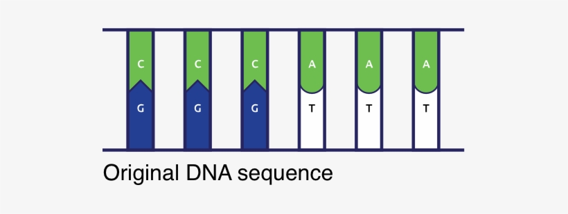 A Genetic Disorder Is A Disease That Can Be Caused - Mutation, transparent png
