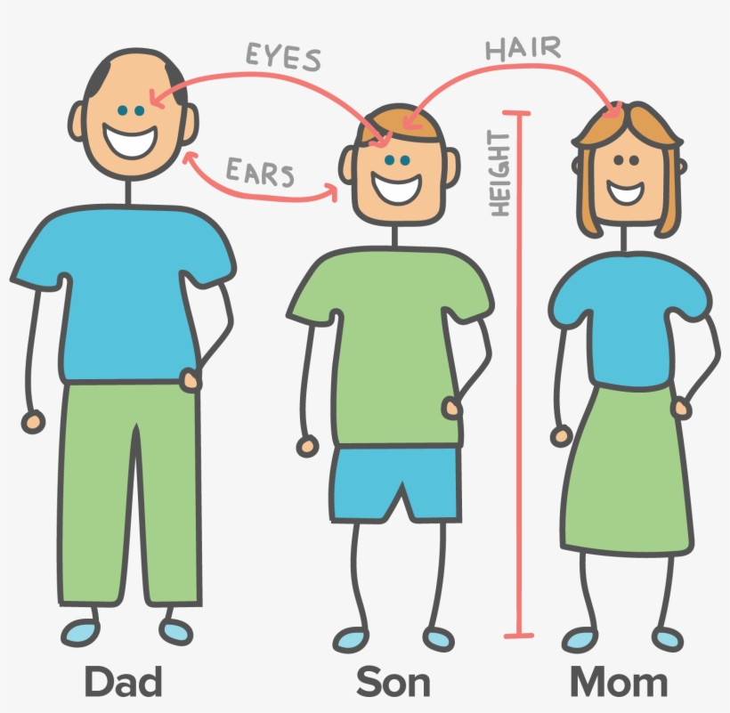 Parents Genes, transparent png