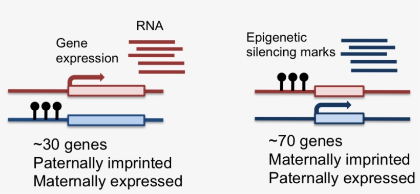 Blog Fig1 - Gene Imprinting, transparent png