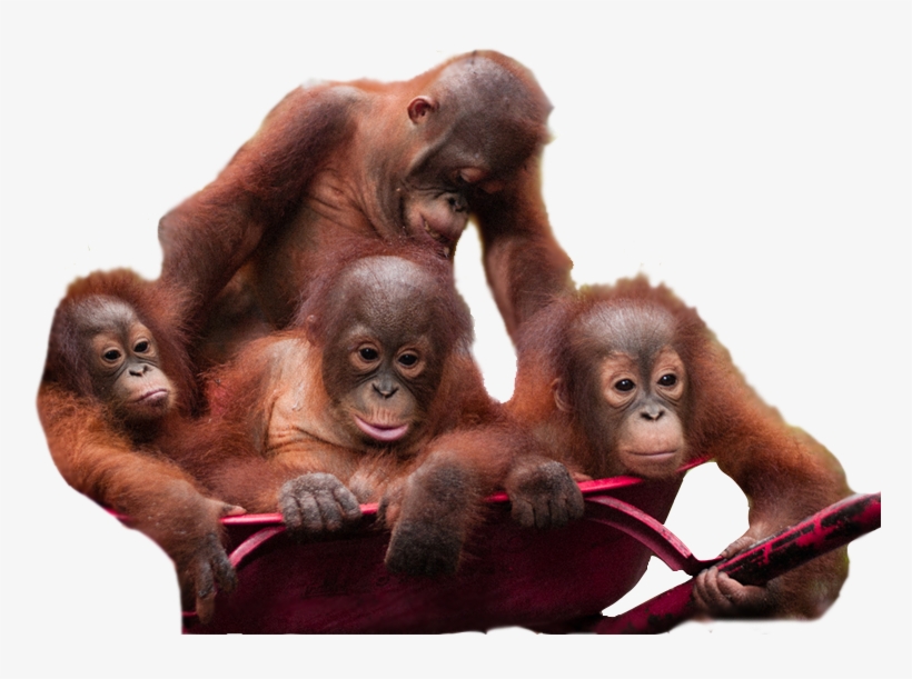 Orangutan Download Png Image - Borneo Orangutan Survival, transparent png