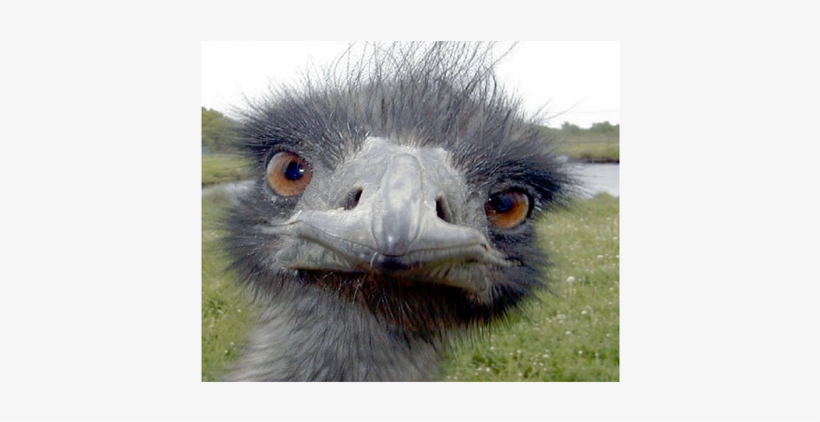 Peek-a-boo Ostrich Postcards (package Of 8), transparent png
