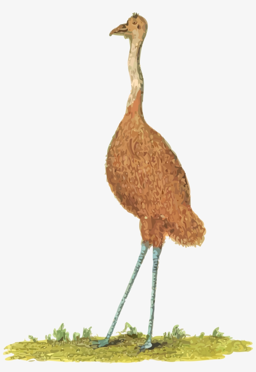 Big Image - Clipart Emu Australia, transparent png