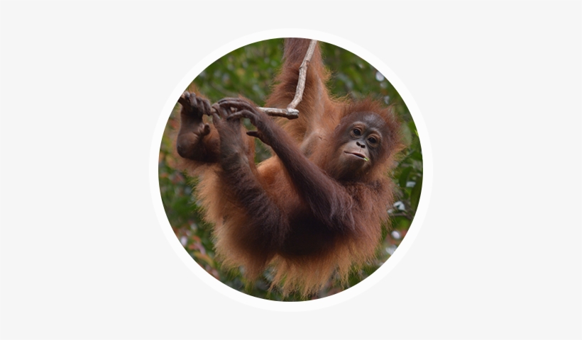 The Bornean Orangutan - Orangutan, transparent png