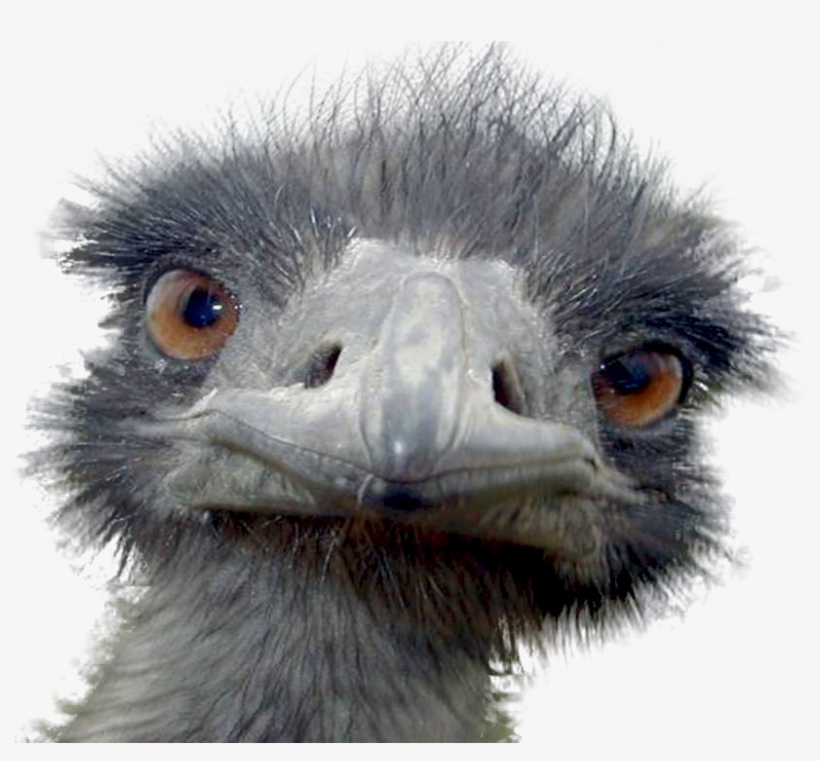 Emu - Peek-a-boo Ostrich Postcards (package Of 8), transparent png