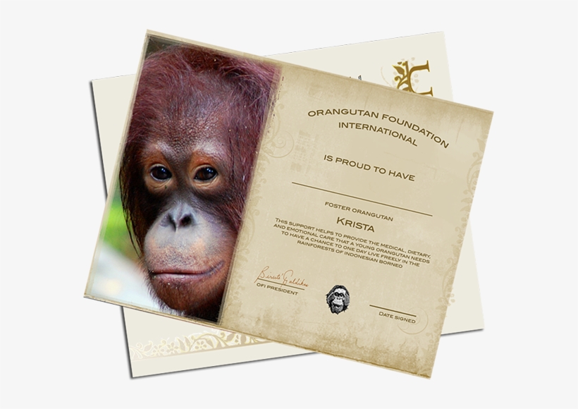 Orangutan Foundation International, transparent png