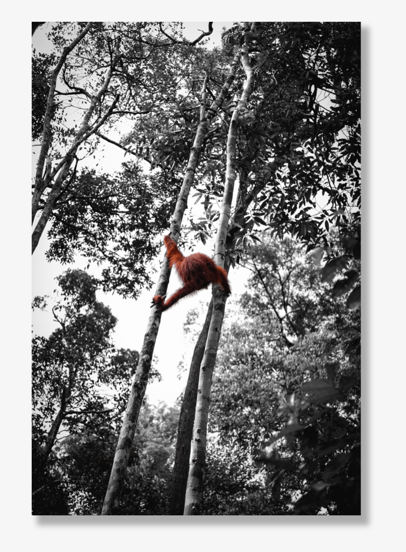 Orangutan Png, transparent png