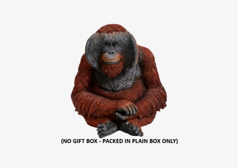 More Views - Monkey, transparent png
