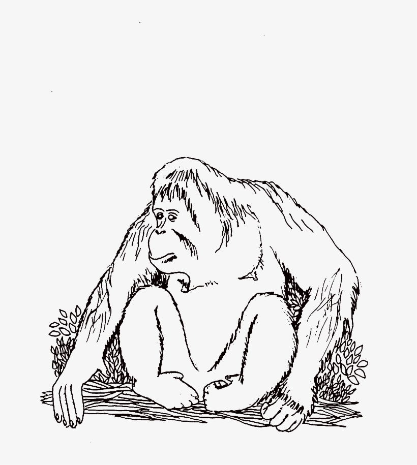 Orangutan, Ing, Az - Orang Utan Black And White, transparent png