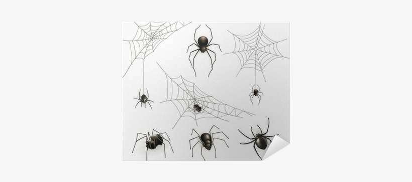 Spider-opedia Name That Spider [book], transparent png