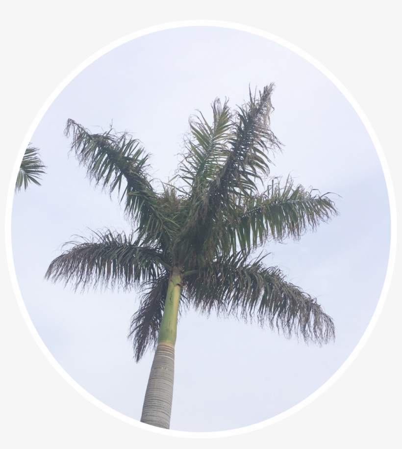 Png Pngstickers Palmeiras Palmtrees Freetoedit - Sociedade Esportiva Palmeiras, transparent png