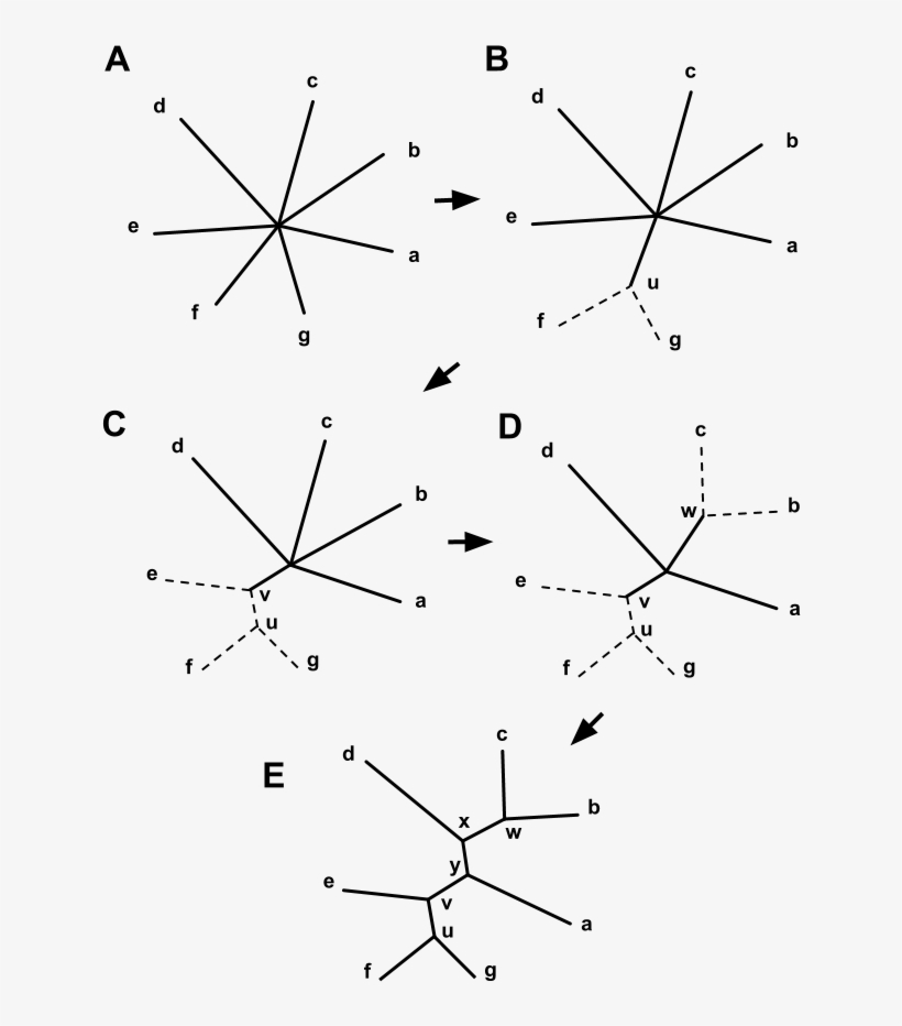 Neighbor-joining 7 Taxa Start To Finish - Triangle, transparent png