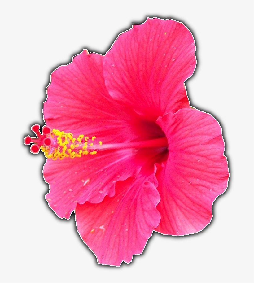 Script-fu > Bw Border V2 - Hawaiian Hibiscus, transparent png