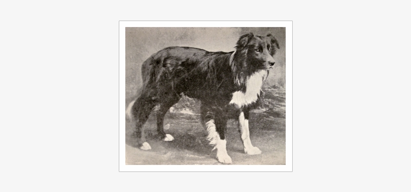 Old Hemp, The First Border Collie - First Border Collie, transparent png