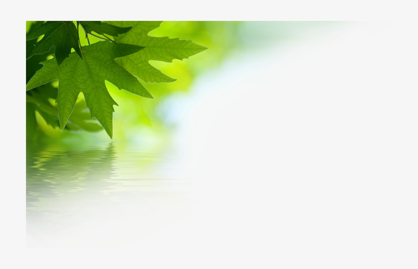 44 Pm 248959 Drnuke Overlay Topcorner 02 9/30/2016 - Green Leaves, transparent png