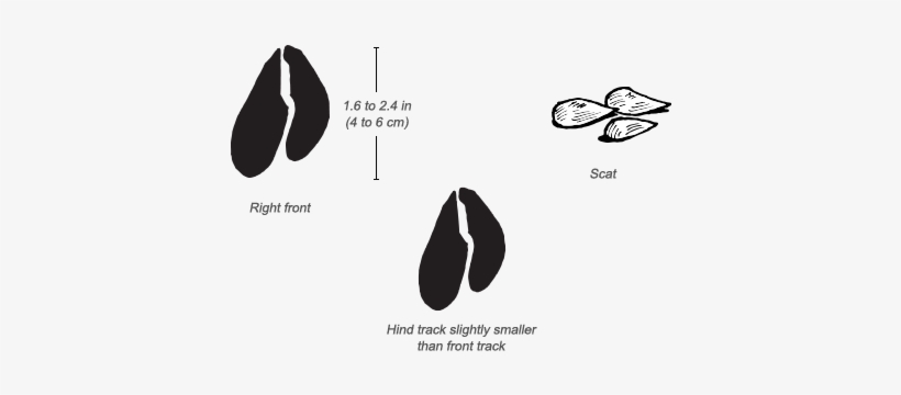 Impala Tracks - Dik Dik Hoof, transparent png